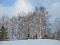 冬の樹木